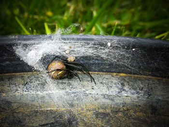 Close-up of insect on water