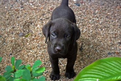 Close-up portrait of black puppy