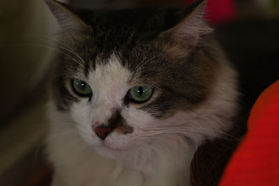 Close-up portrait of cat