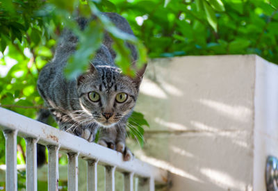 Portrait of cat looking on metal fence