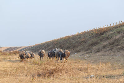 Buffalo in a field