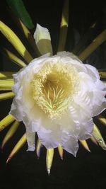 Close-up of fresh white flower