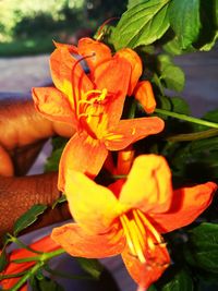 Close-up of yellow flower growing outdoors