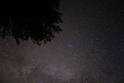 Low angle view of trees against sky at night