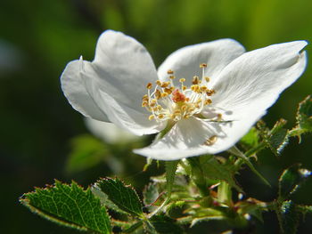 Close-up of white flower