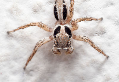 Close-up of spider