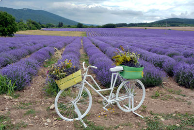 An art installation with a for taking photos at international lavender festival. 