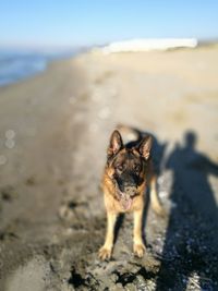 German shepherd standing on sand at beach