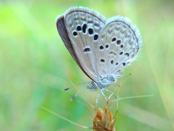 Close-up of butterfly on leaf