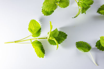 High angle view of leaves against white background