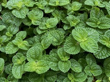 Full frame shot of plants