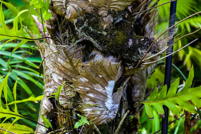 Close-up of lizard on tree trunk