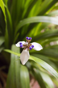 Close-up of purple flowering plant