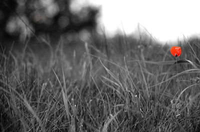 Close-up of poppy field