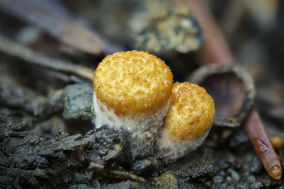 Close-up of mushroom growing on field