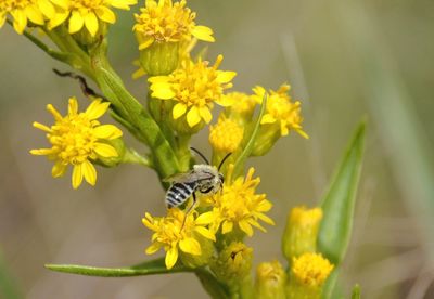 Close-up of butterfly pollinating on yellow sunflower