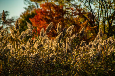 Close-up of plants growing on field