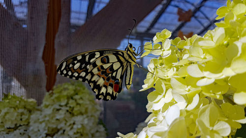 Close-up of butterfly pollinating on flower