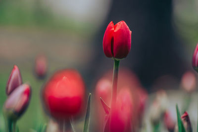 Close-up of red tulips