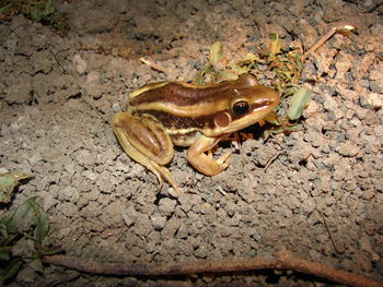 High angle view of frog on rock