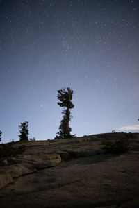 Low angle view of trees on field against sky
