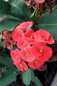 Close-up of pink flowering plant