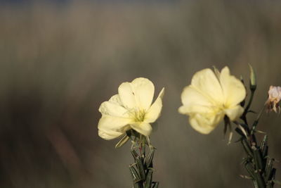 Close-up of white flowering plant