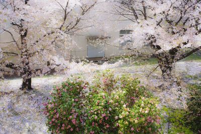 Pink flowers blooming on tree