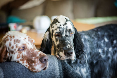 Close-up of dog