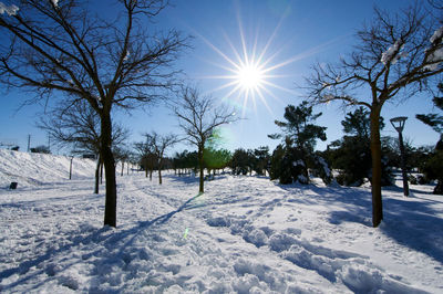 Snowy park surrounded by bare trees with the sun in the background and the blue sky