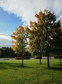 Trees growing on grassy field against sky