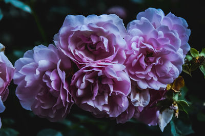 Close-up of pink roses