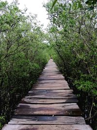 Footbridge amidst trees