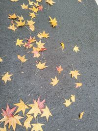 High angle view of maple leaves on footpath