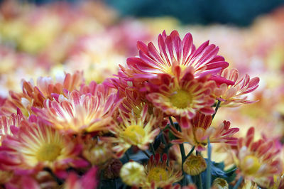 Close-up of flowers