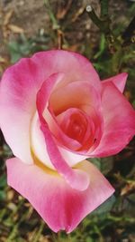 Close-up of pink rose blooming outdoors