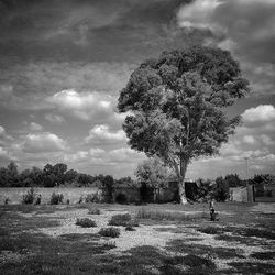 Trees on field against cloudy sky