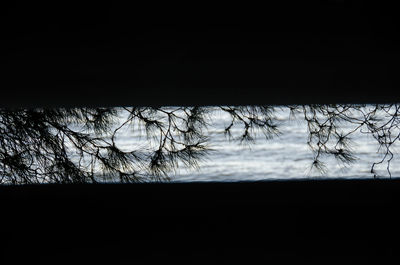 Silhouette of bare trees against sky