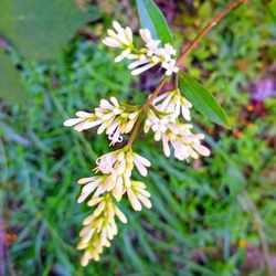 Close-up of white flowers