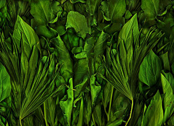 Full frame shot of green leaves