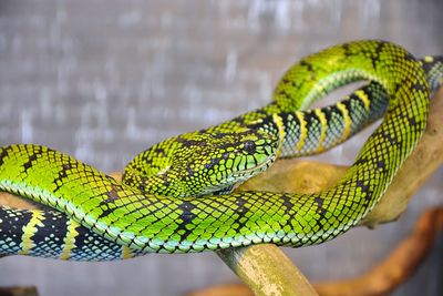 Close-up of lizard