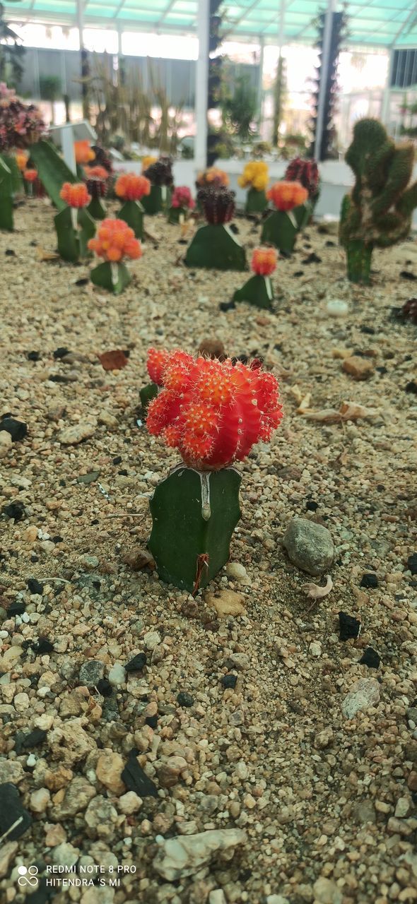 flower, nature, plant, growth, red, soil, flowering plant, day, freshness, beauty in nature, no people, outdoors, agriculture, land, leaf, fragility, close-up, field