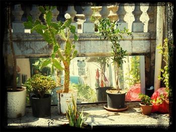 Potted plants in backyard