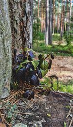 Bird on tree trunk in forest