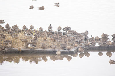 Birds swimming in lake