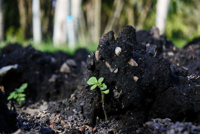 Close-up of plant growing on field