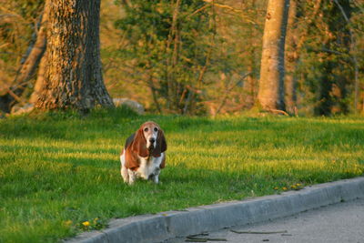 Dog on field