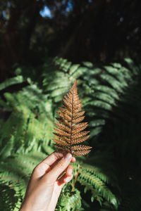 Cropped image of person holding fern