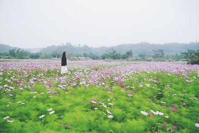 Flowers growing in field