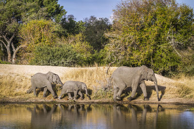 Elephants by lake